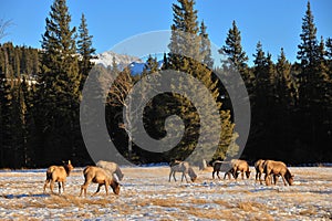 Bull elks on meadow photo