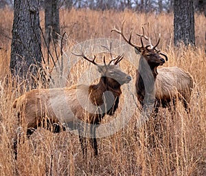 Bull elks staring off in the distance