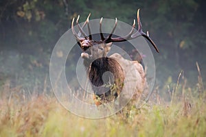 Bull Ellk Performing a Lip Curl