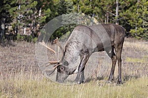 Bull endangered woodland caribou eating grass