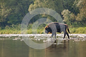 Bull of european bison, bison bonasus, crossing a river