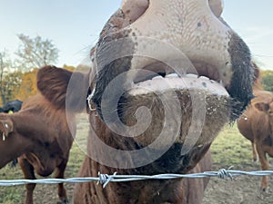 Bull face mouth closeup on the farm with barbed wire fence funny cow