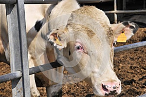 Bull in a farm