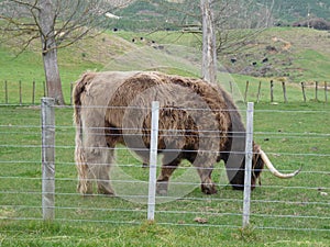 Bull in the farm at New Zealand