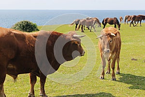 Bull and female cow about to fight next to the coast