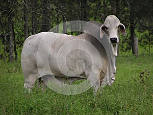 Bull in a Field