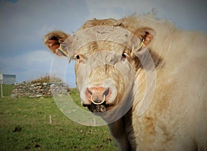 Bull in field