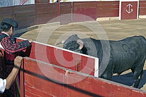 Bull Fight photo