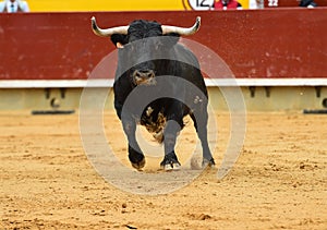 Bull fight in spain in bullring