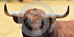 Bull fight in spain in bullring