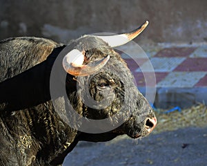 Bull fight in spain in bullring