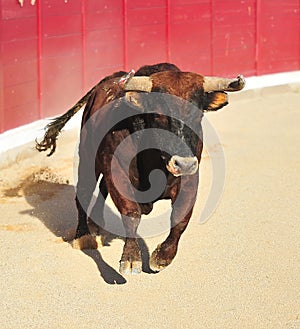 Bull fight in spain in bullring