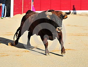 Bull fight in spain in bullring