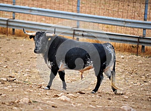 Bull fight in spain in bullring