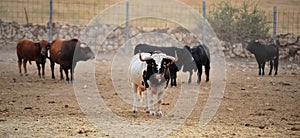 Bull fight in spain in bullring