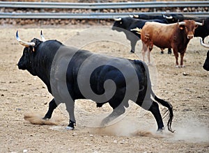 Bull fight in spain in bullring