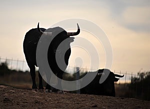 Bull fight in spain in bullring