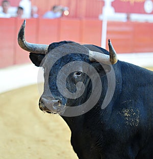 Bull fight in spain in bullring