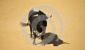 Bull fight in spain in bullring