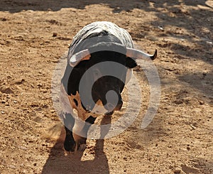 Bull fight in spain in bullring