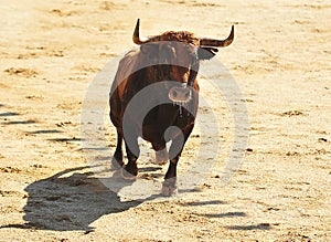 Bull fight in spain in bullring