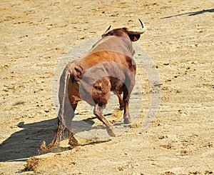 Bull fight in spain in bullring