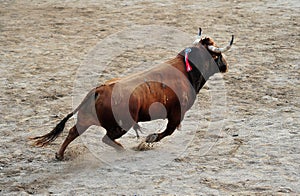 Bull fight in spain in bullring