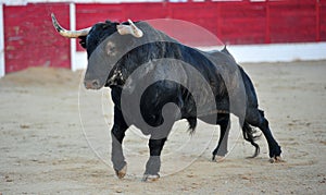 Bull fight in spain in bullring