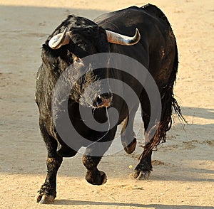 Bull fight in spain in bullring