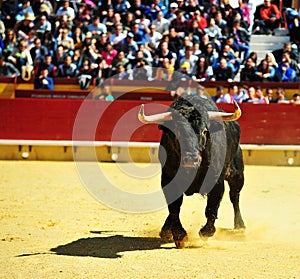 Bull fight in spain in bullring