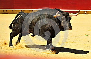 Bull fight in spain in bullring