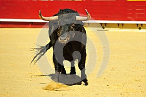 Bull fight in spain in bullring