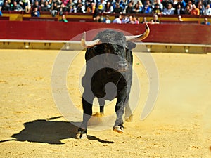 Bull fight in spain in bullring