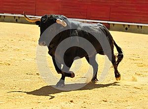 Bull fight in spain in bullring