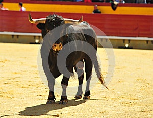 Bull fight in spain in bullring