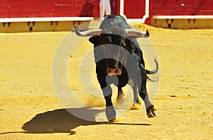 Bull fight in spain in bullring