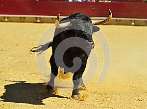 Bull fight in spain in bullring