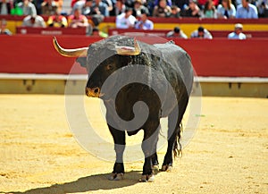 Bull fight in spain in bullring