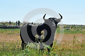 Bull fight in spain in the grass