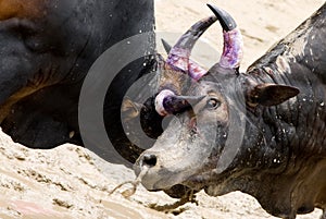 Bull Fighting in Thailand