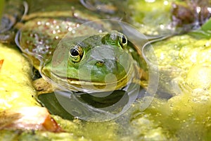 Bull Frog