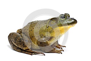 Bull Frog