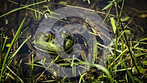 Bull Frog