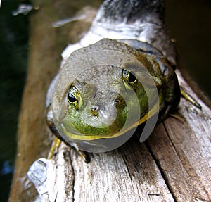 Bull frog