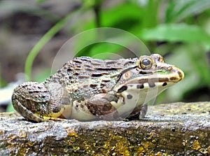 A bull frog