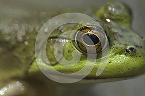 Bull frog eye