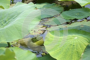 Bull Frog