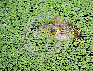 Bull Frog