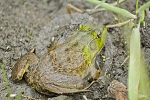 Bull Frog Mud