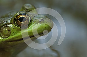 Bull frog profile